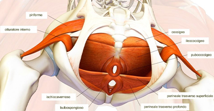 Pavimento pelvico
